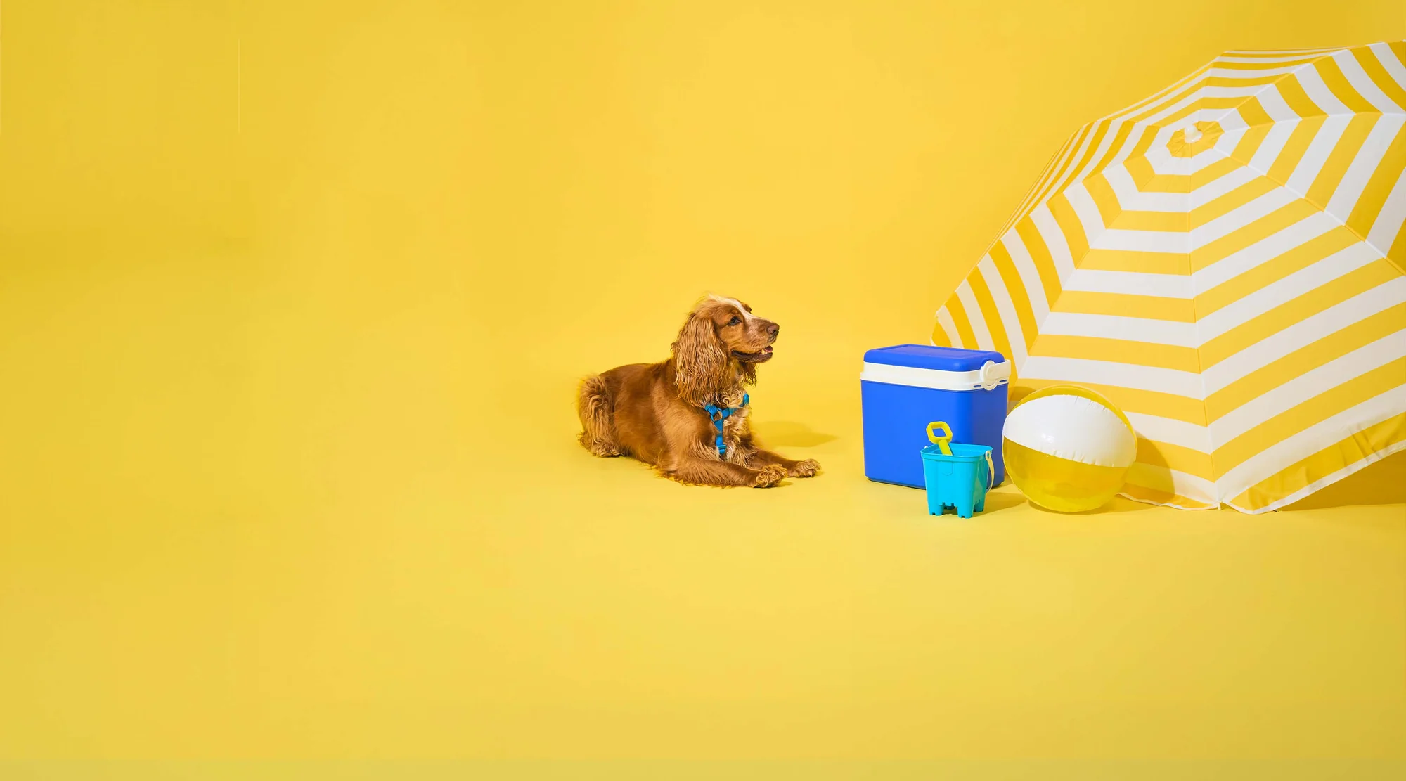 Premium Essentials for Happy Dogs
