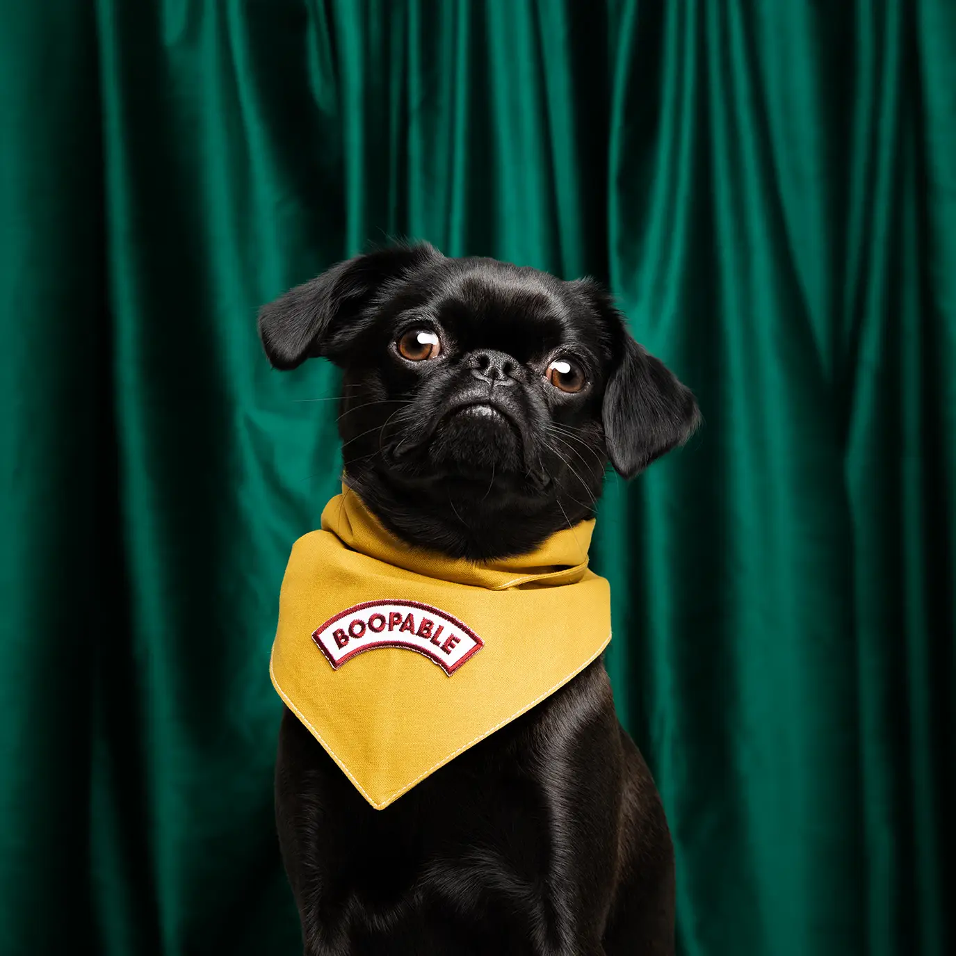 Scout's Honour, Boopable, Iron-On Patch for Pets - Image 3