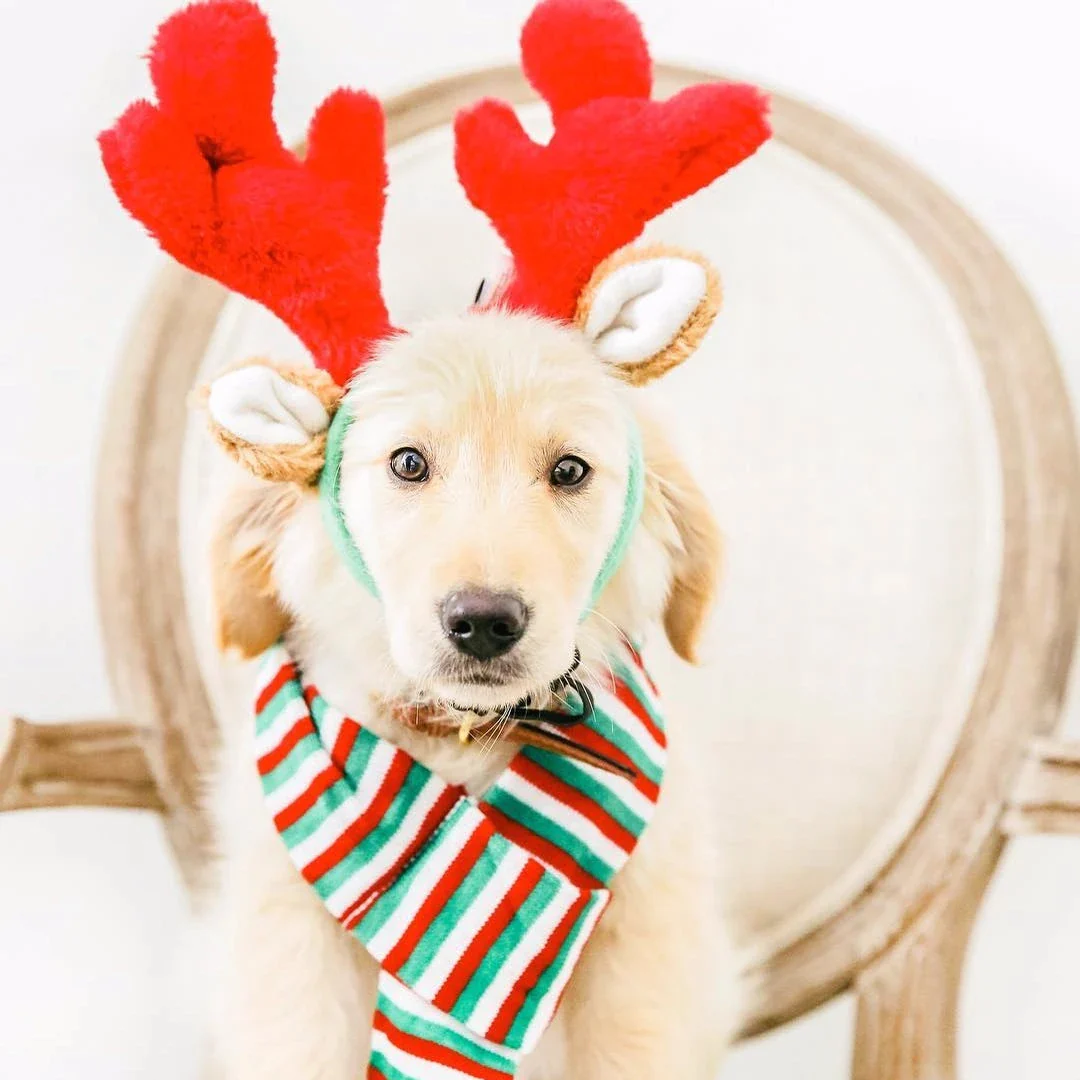 ZippyPaws Christmas Reindeer Antlers Dog Headband - Small - Image 2