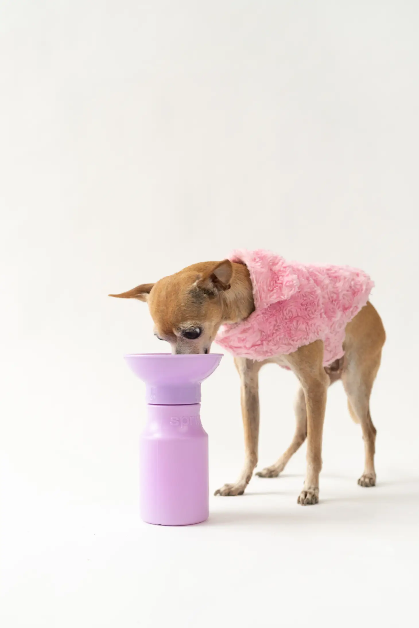 Dog Water Travel Bottle - Mini - Image 4
