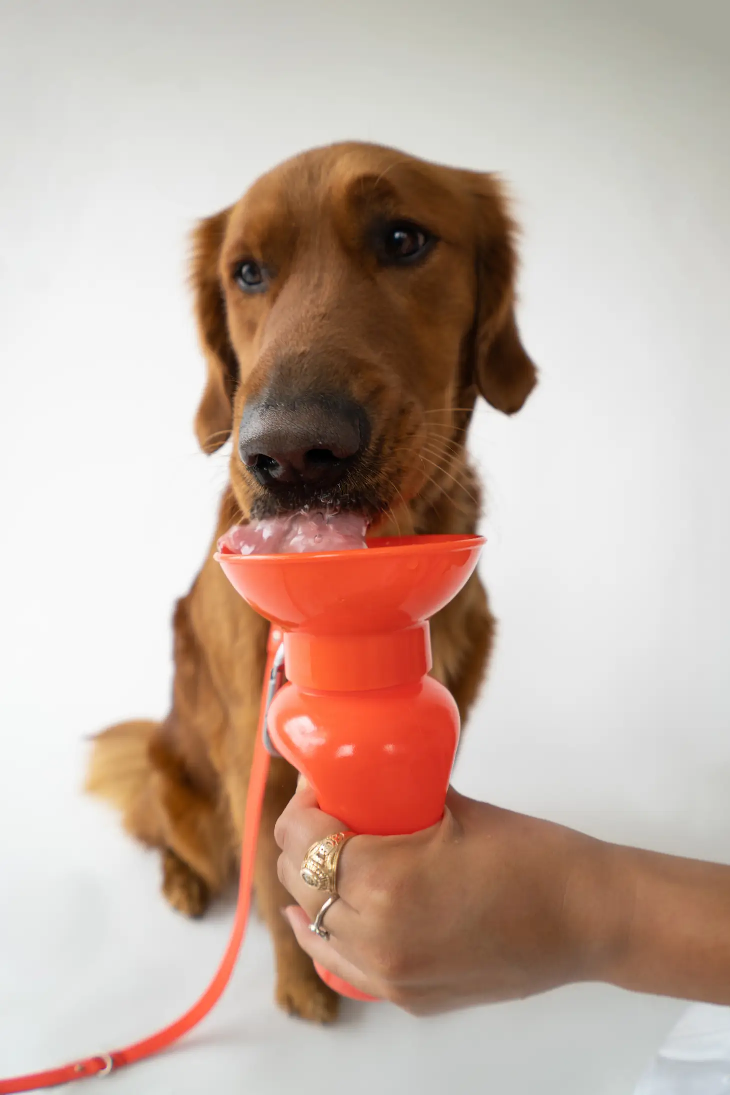 Dog Water Travel Bottle - Regular - Image 11