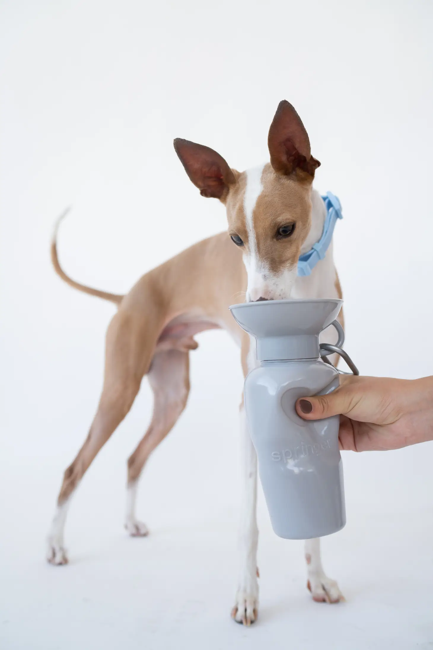 Dog Water Travel Bottle - Regular - Image 13