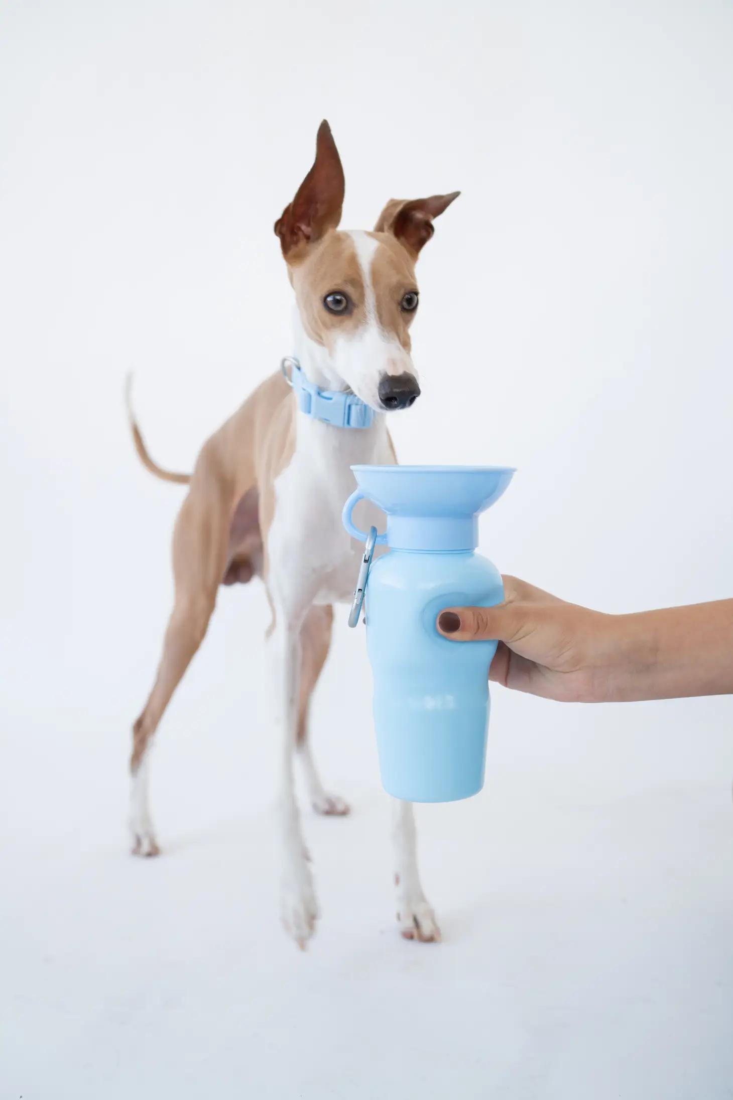 Dog Water Travel Bottle - Regular - Image 5