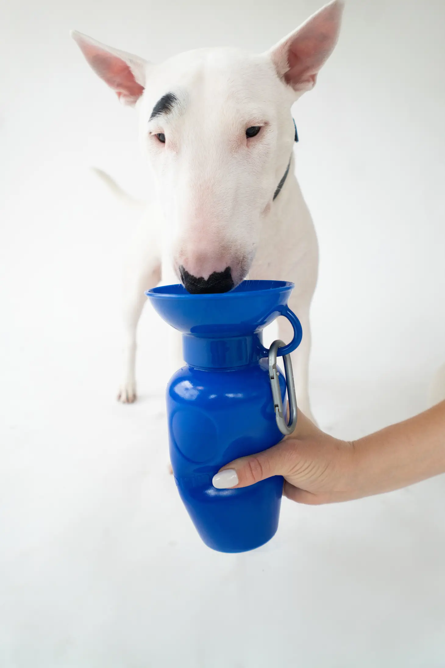 Dog Water Travel Bottle - Regular - Image 7