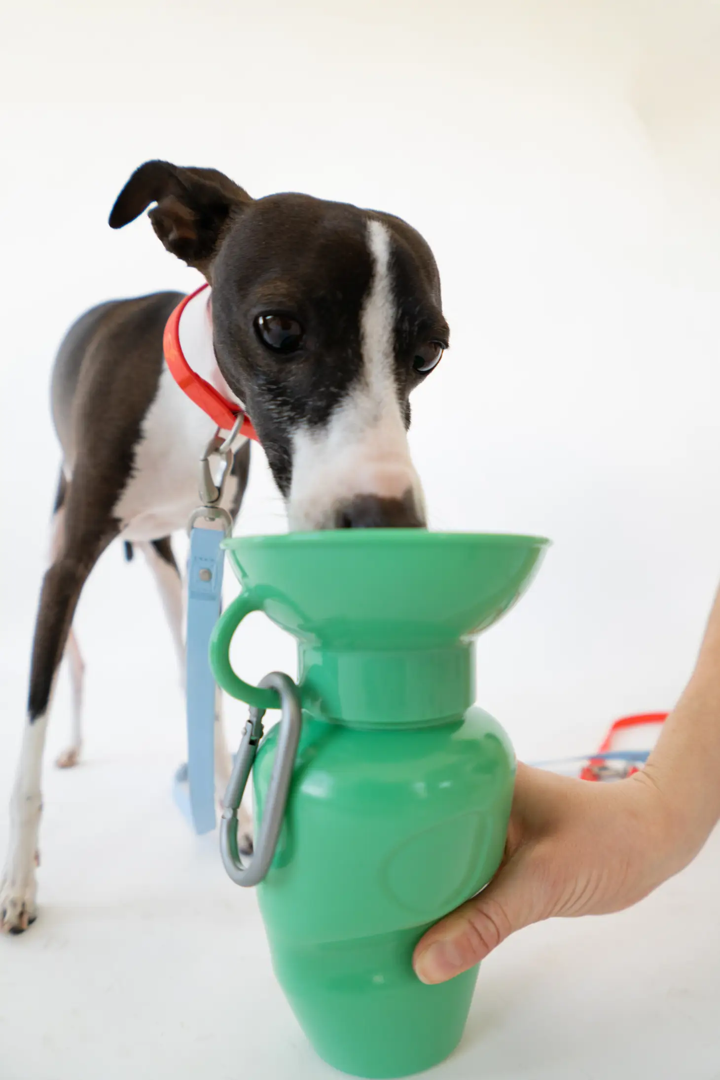 Dog Water Travel Bottle - Regular - Image 9