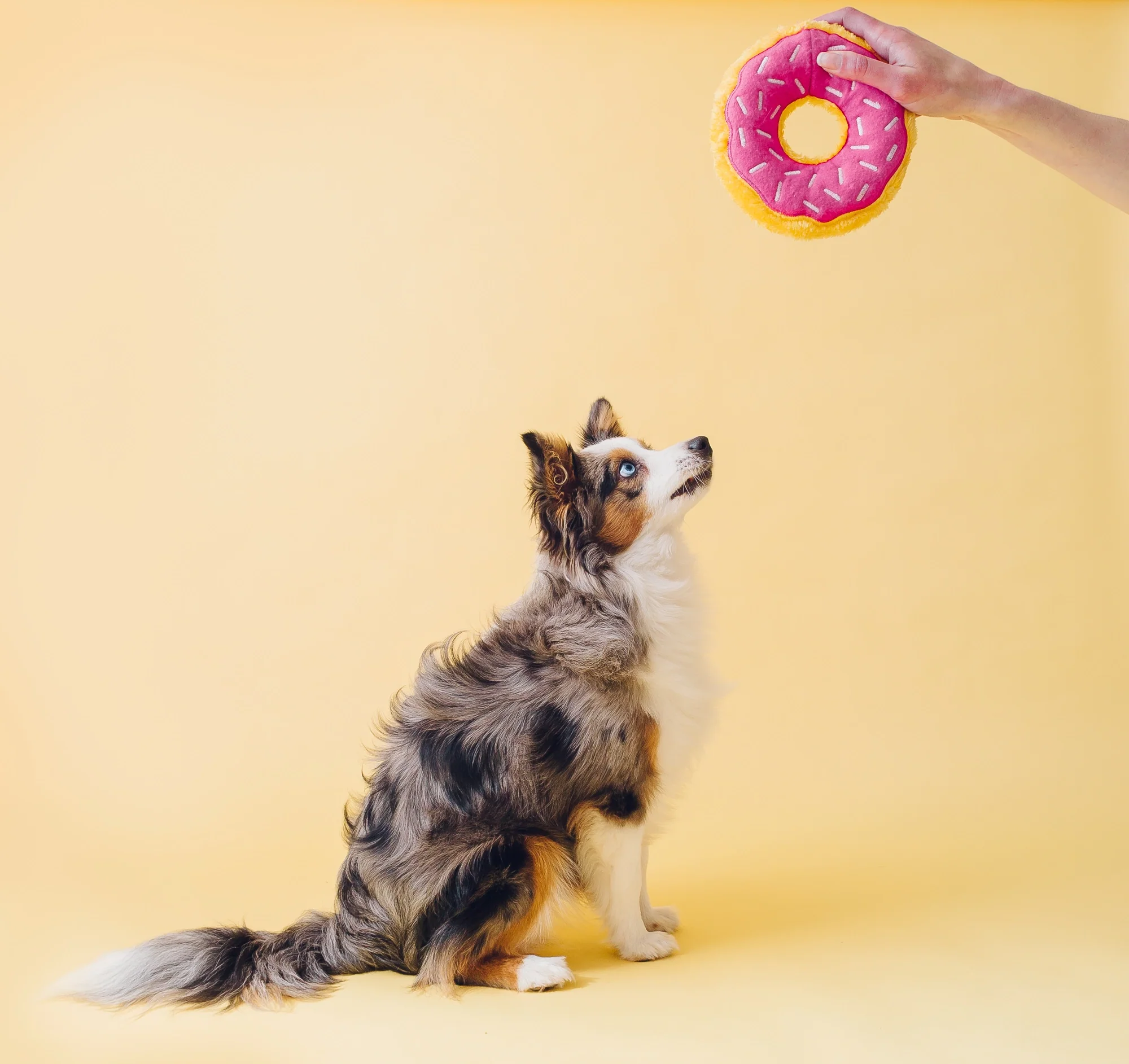 ZippyPaws Donutz Dog Toys - Junior, Regular & Jumbo - Image 4