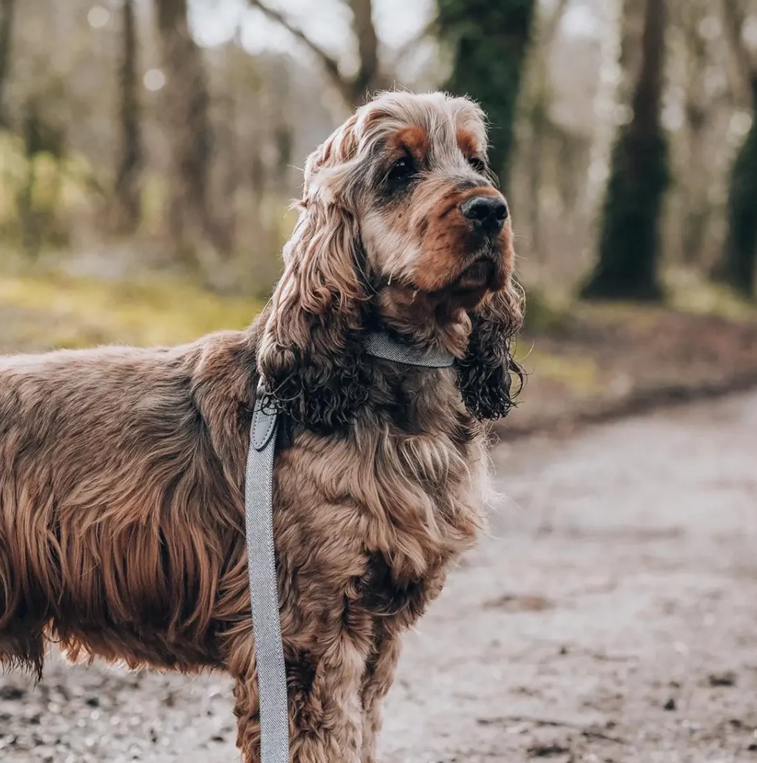 Eco Leather Dog Lead - Image 2