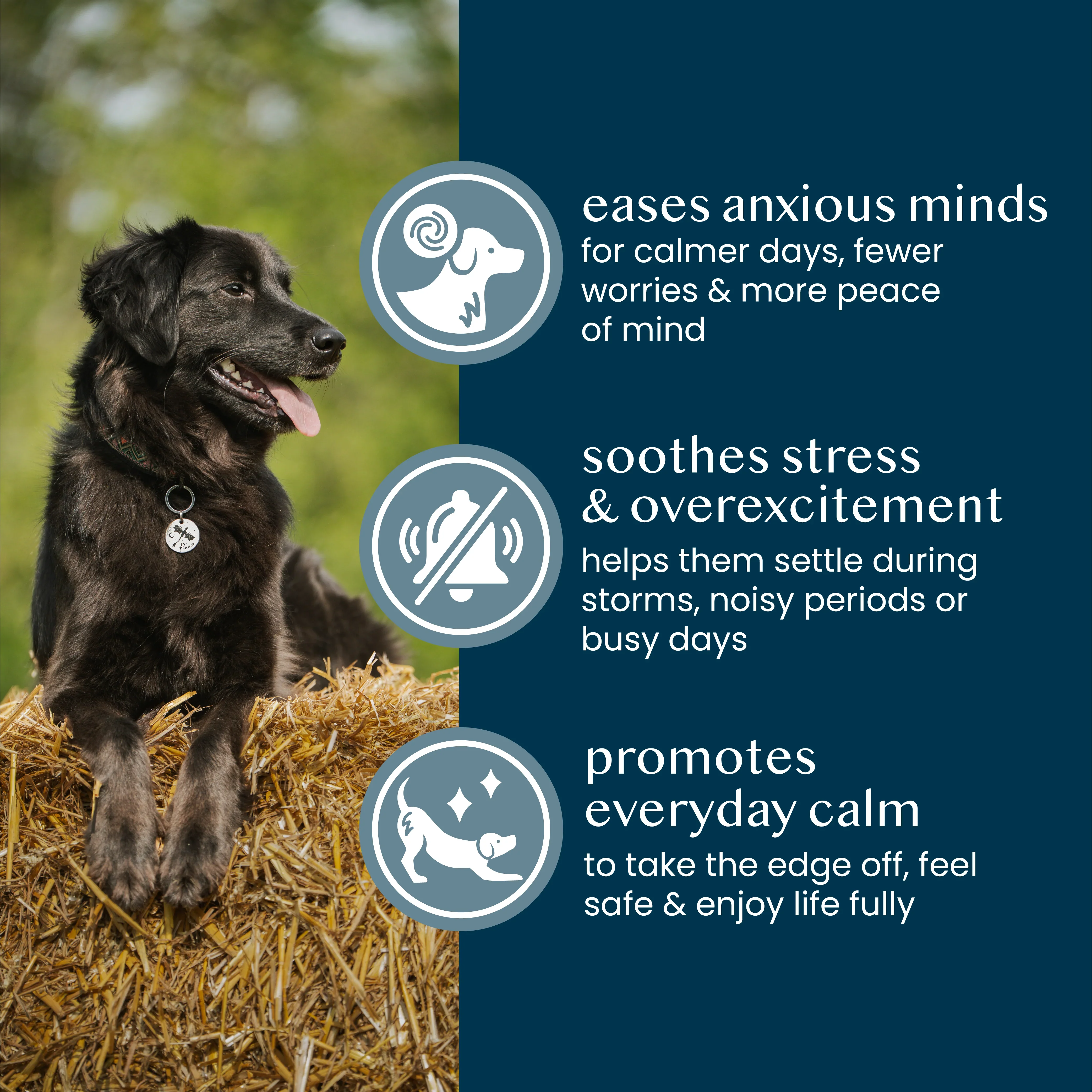 Fettle Pure & Gentle Calming Support Powder for Dogs - Image 5