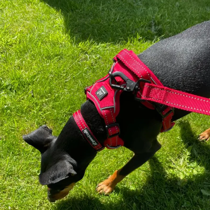 Functional Dog Lead 5ft - Image 2