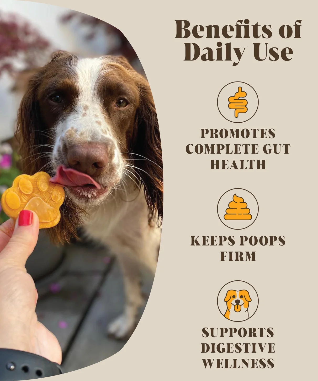 Hackney Dog House Pumpkin Pre & Probiotics Puree Powder for Dogs & Cats - Image 4