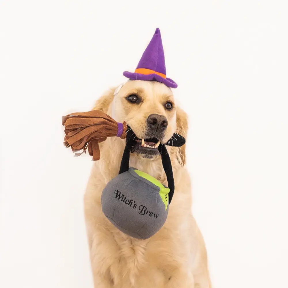 ZippyPaws Witch Halloween Dog Costume