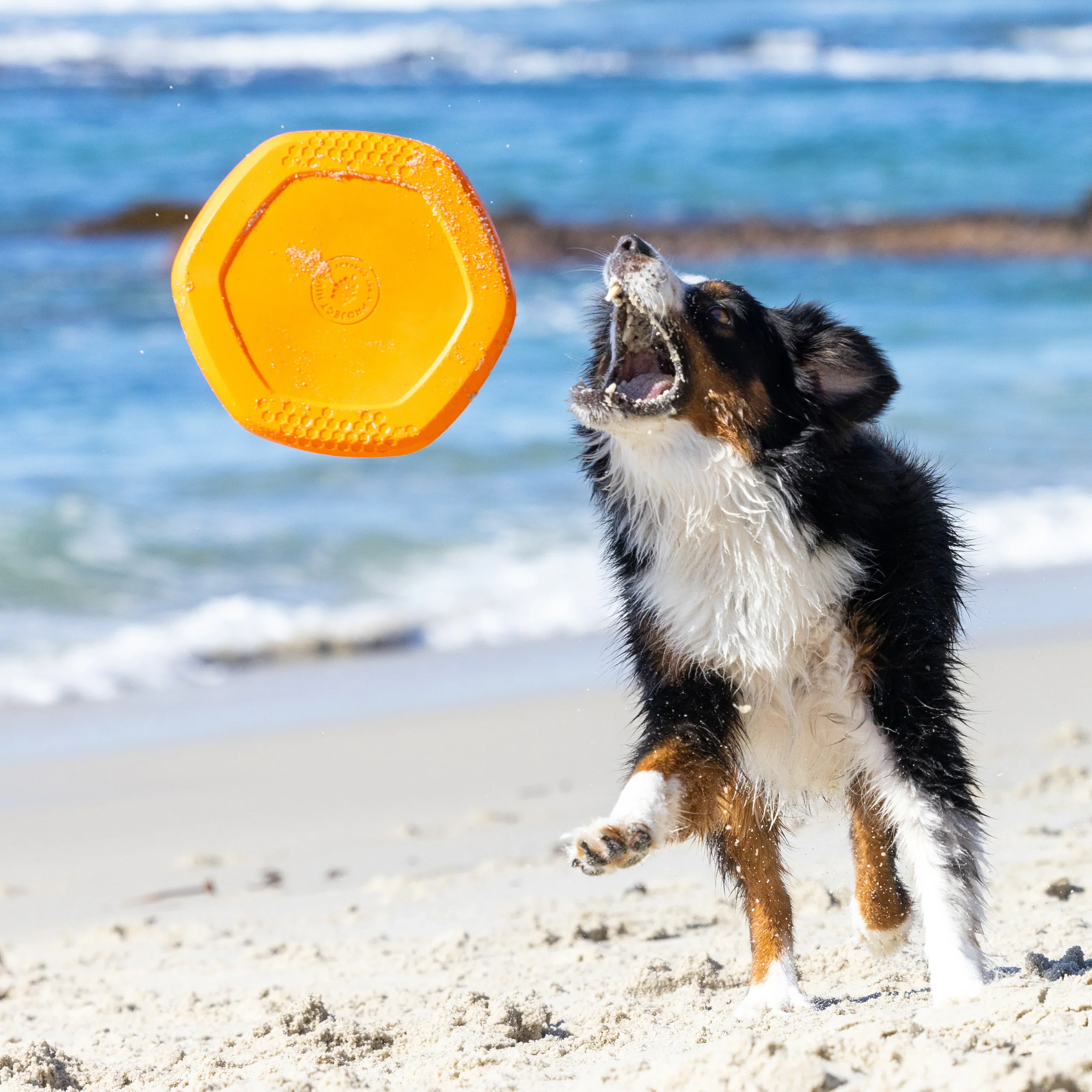 Hive Scented Dog Disc + Lick Mat - Image 16