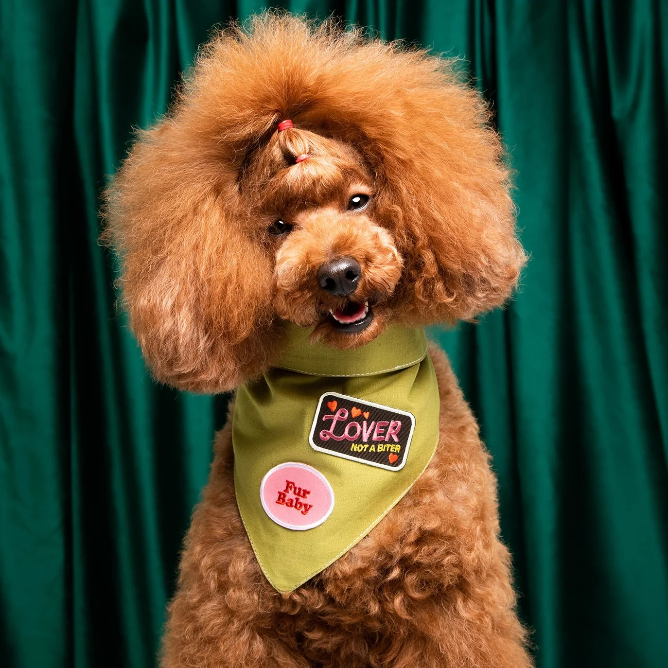 Scout's Honour, Lover Not a Biter, Iron-On Patch for Pets - Image 2