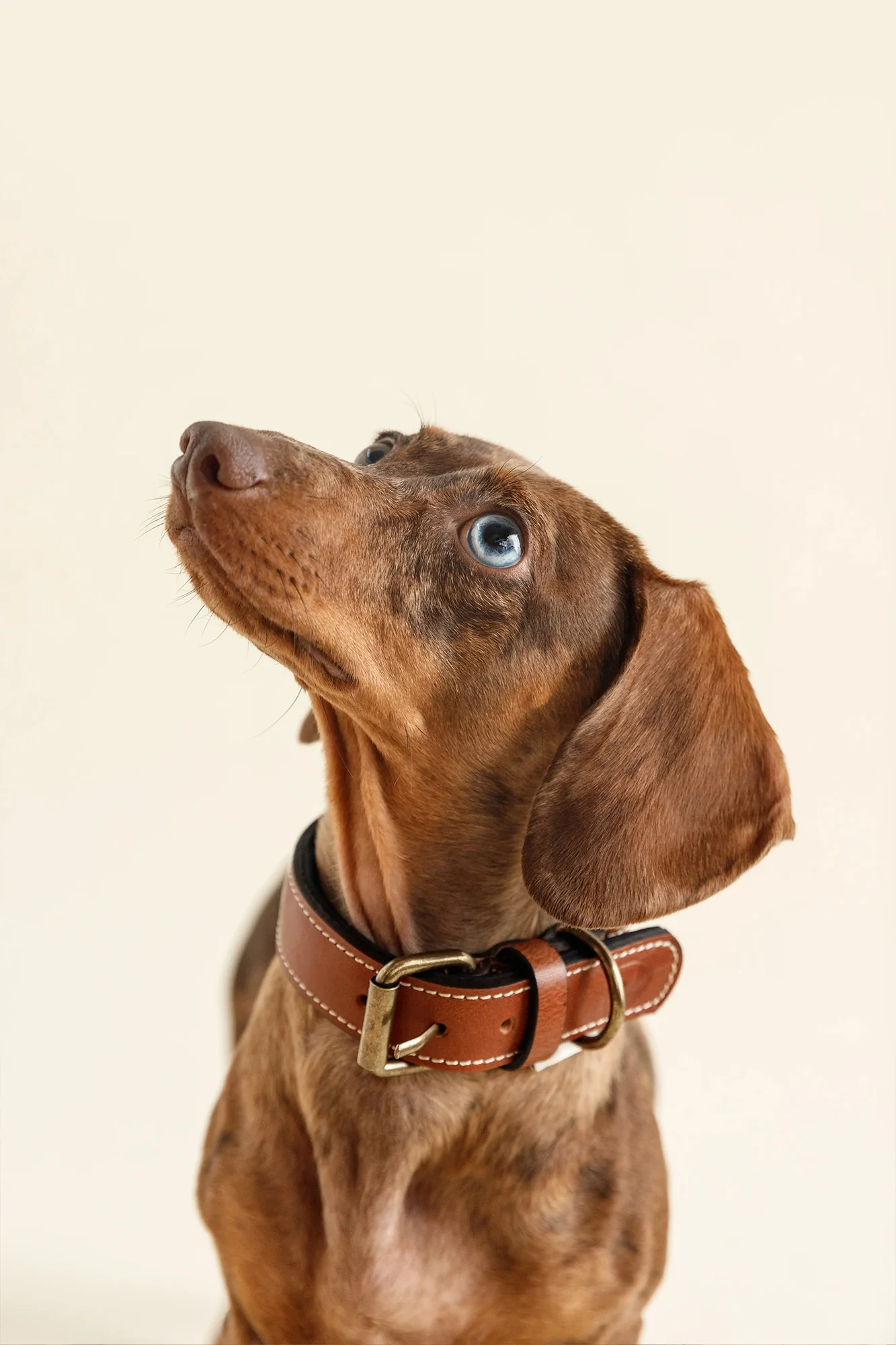 Buddys Dogwear Neo Leather Dog Collar - Image 6