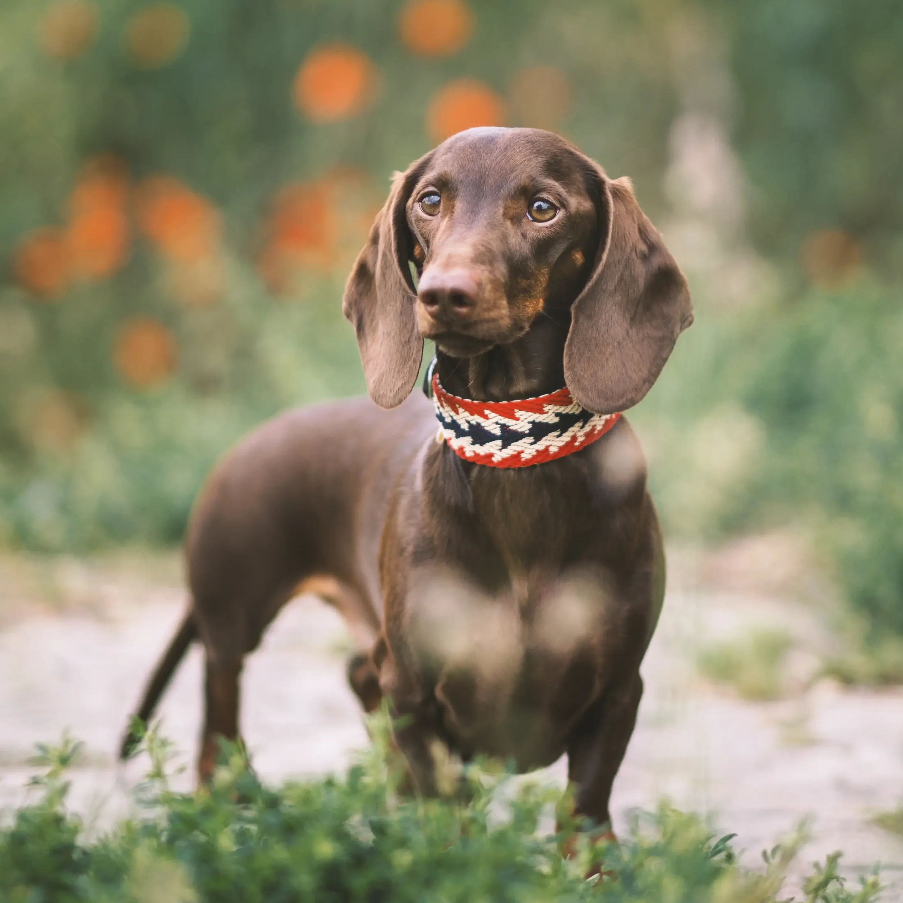 Buddys Dogwear Peruvian Arrow Red Dog Collar - Image 4