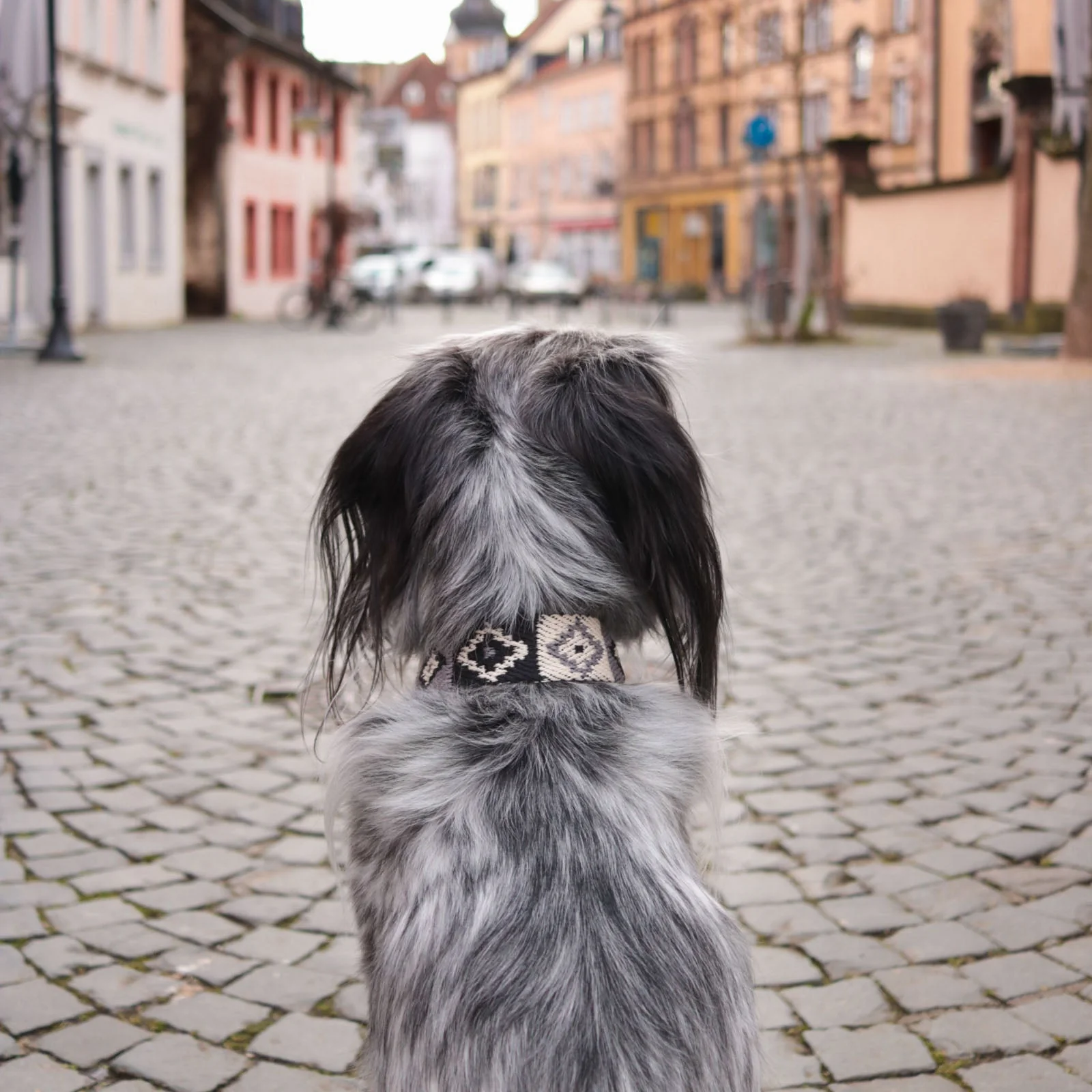 Buddys Dogwear Peruvian Indian Black Dog Collar - Image 5