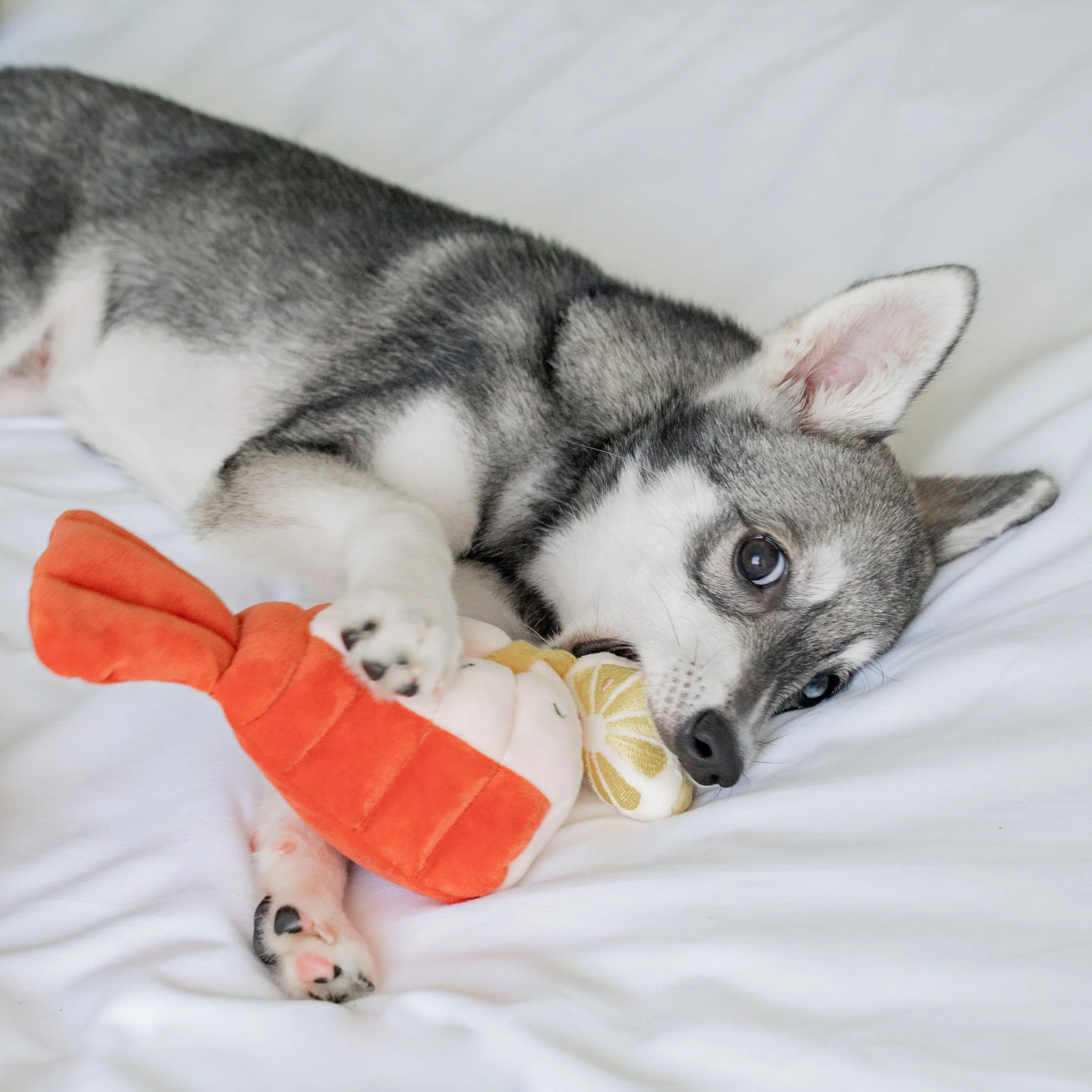 Pups & Bubs Grilled Lobster Interactive Dog Toy - Image 5
