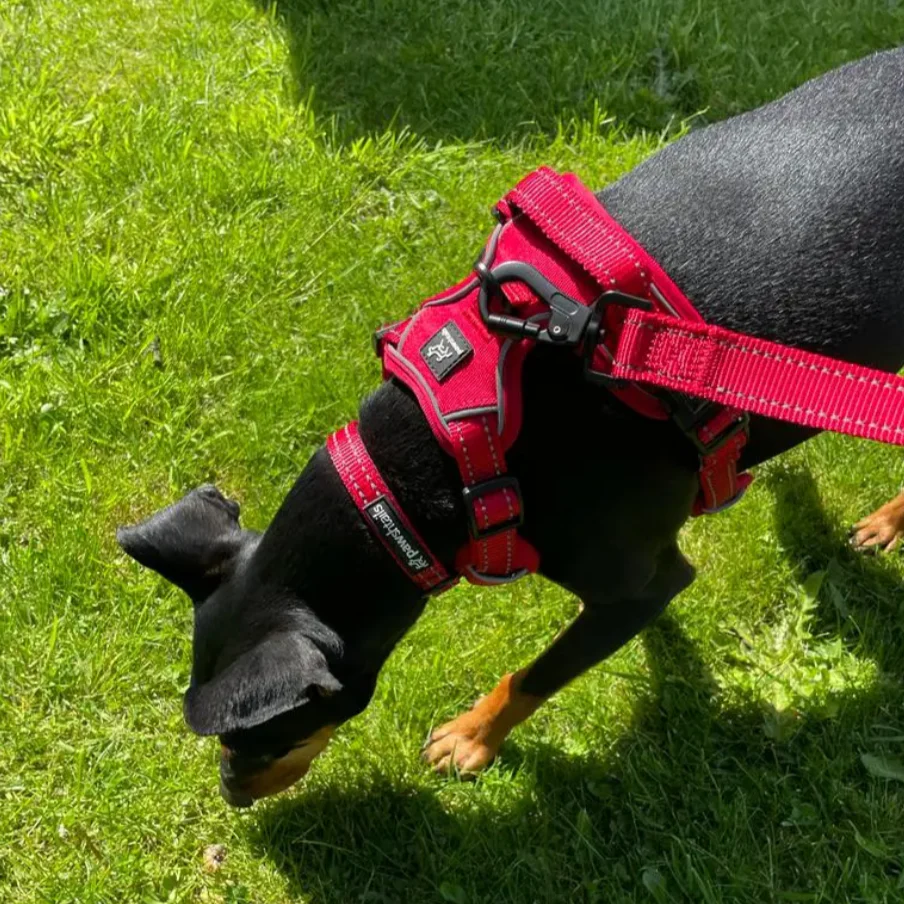 Reflective Dog Collar - Image 2