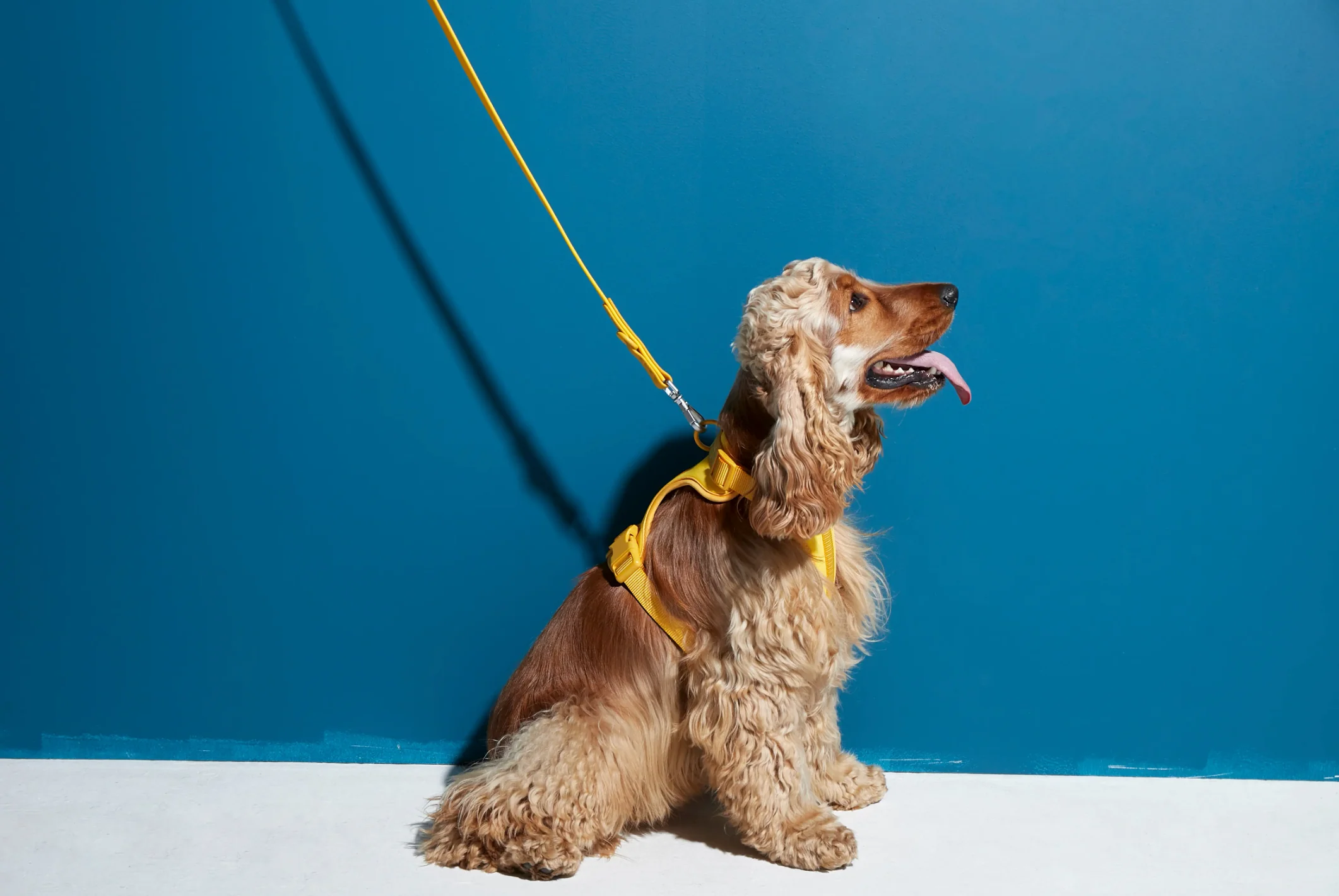 Rose W. Harness for Dogs - Image 17