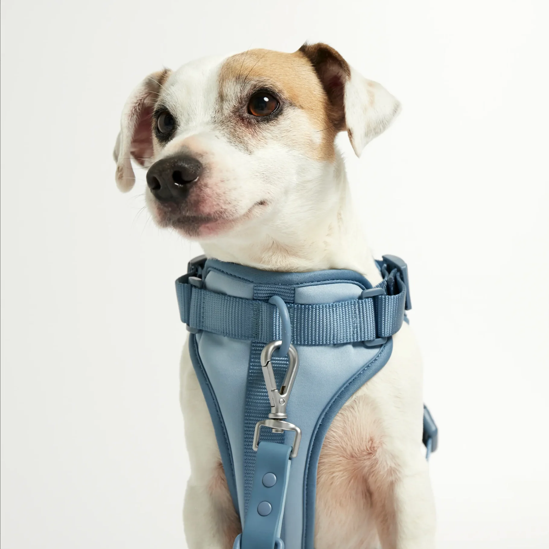 Rose W. Harness for Dogs - Image 5