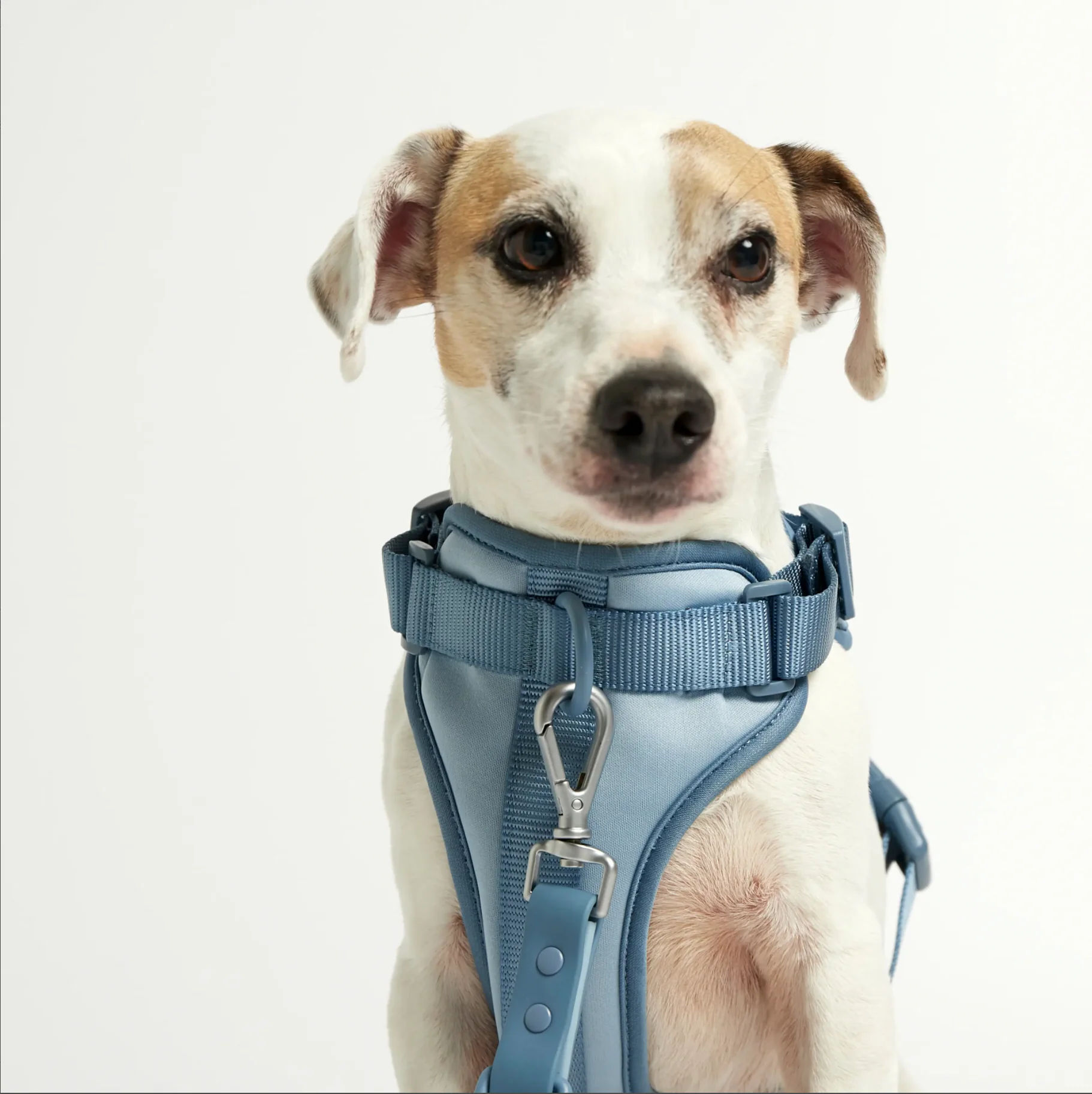 Rose W. Harness for Dogs - Image 7