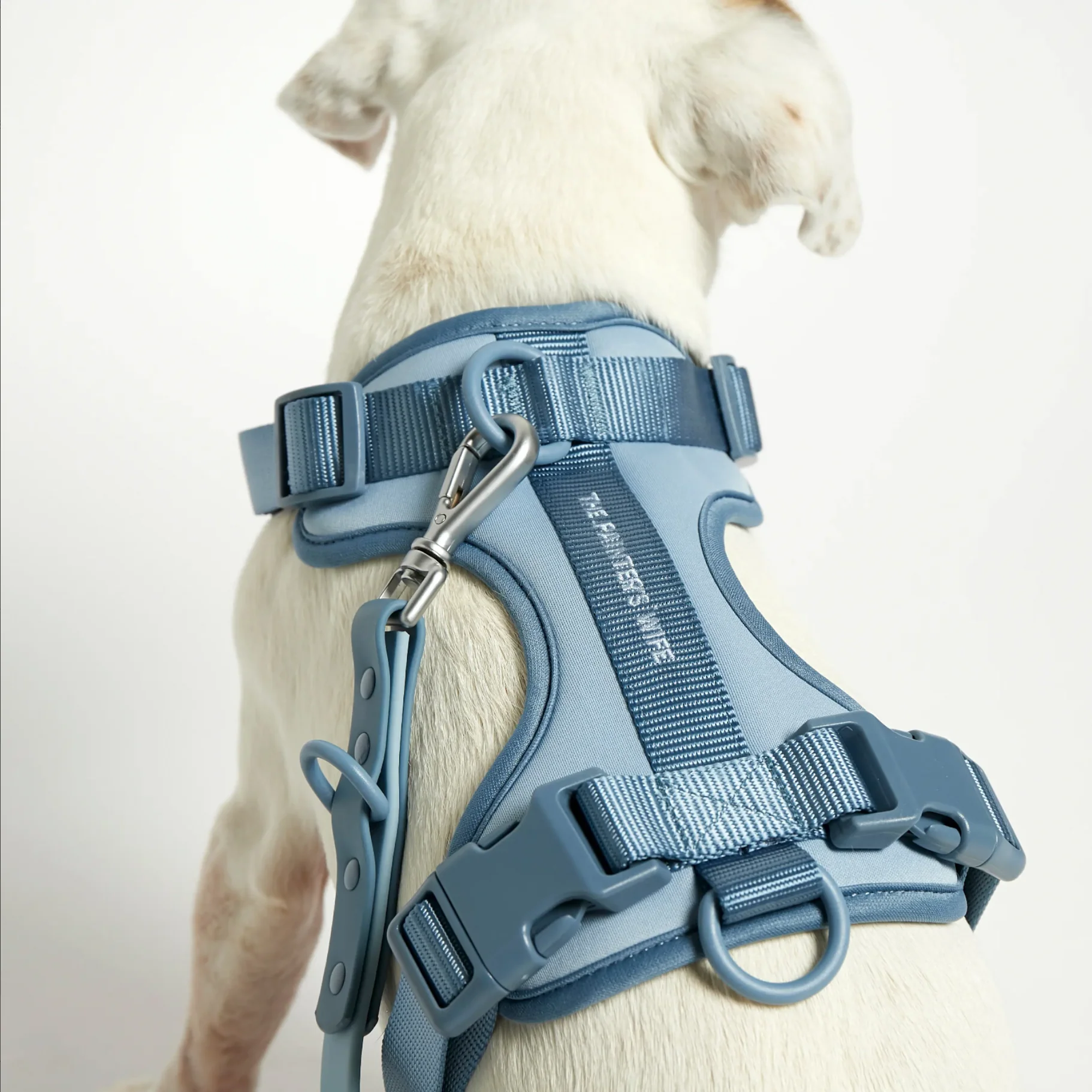 Rose W. Harness for Dogs - Image 9