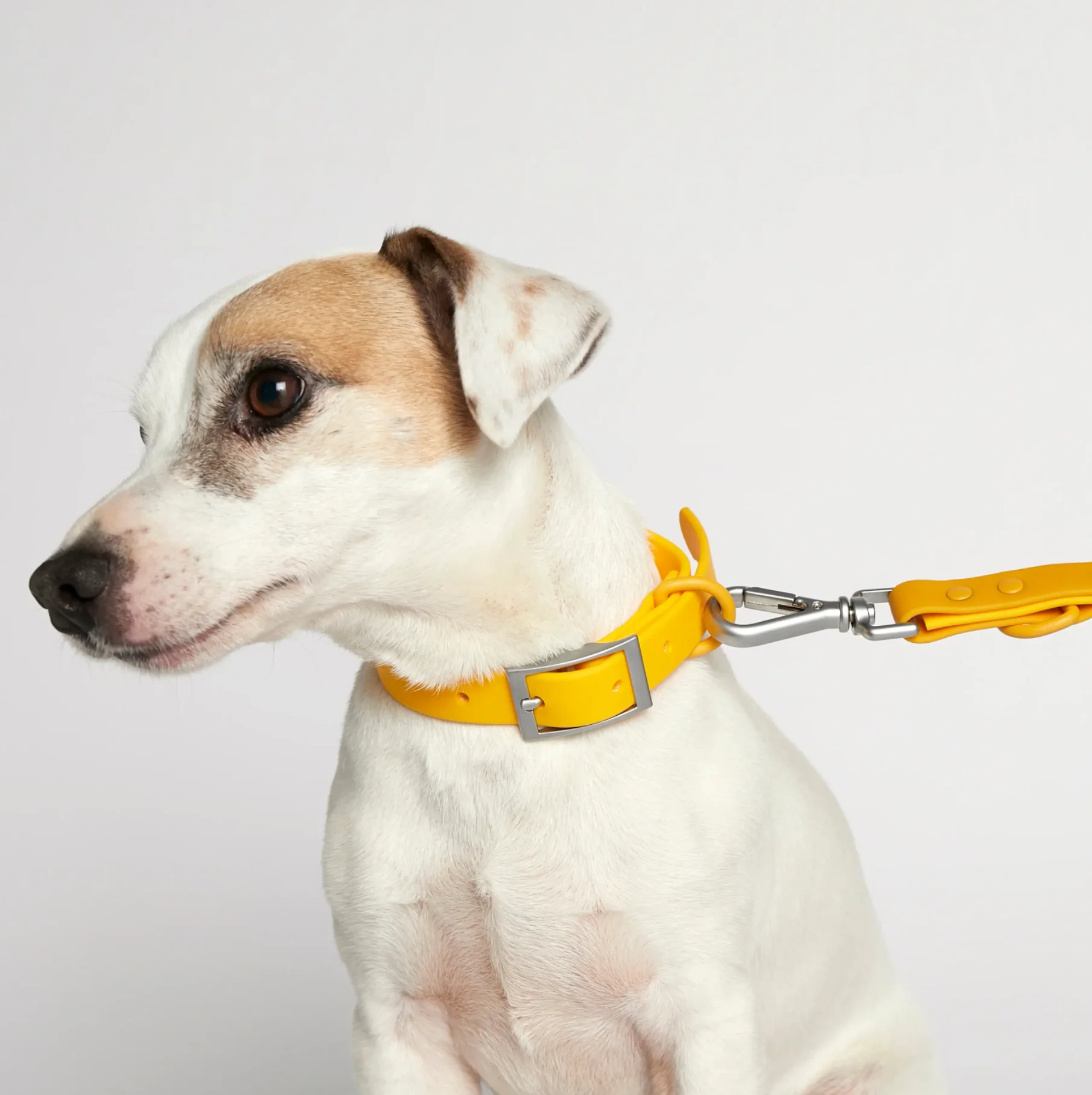Rose W. Waterproof Dog Collar - Image 3