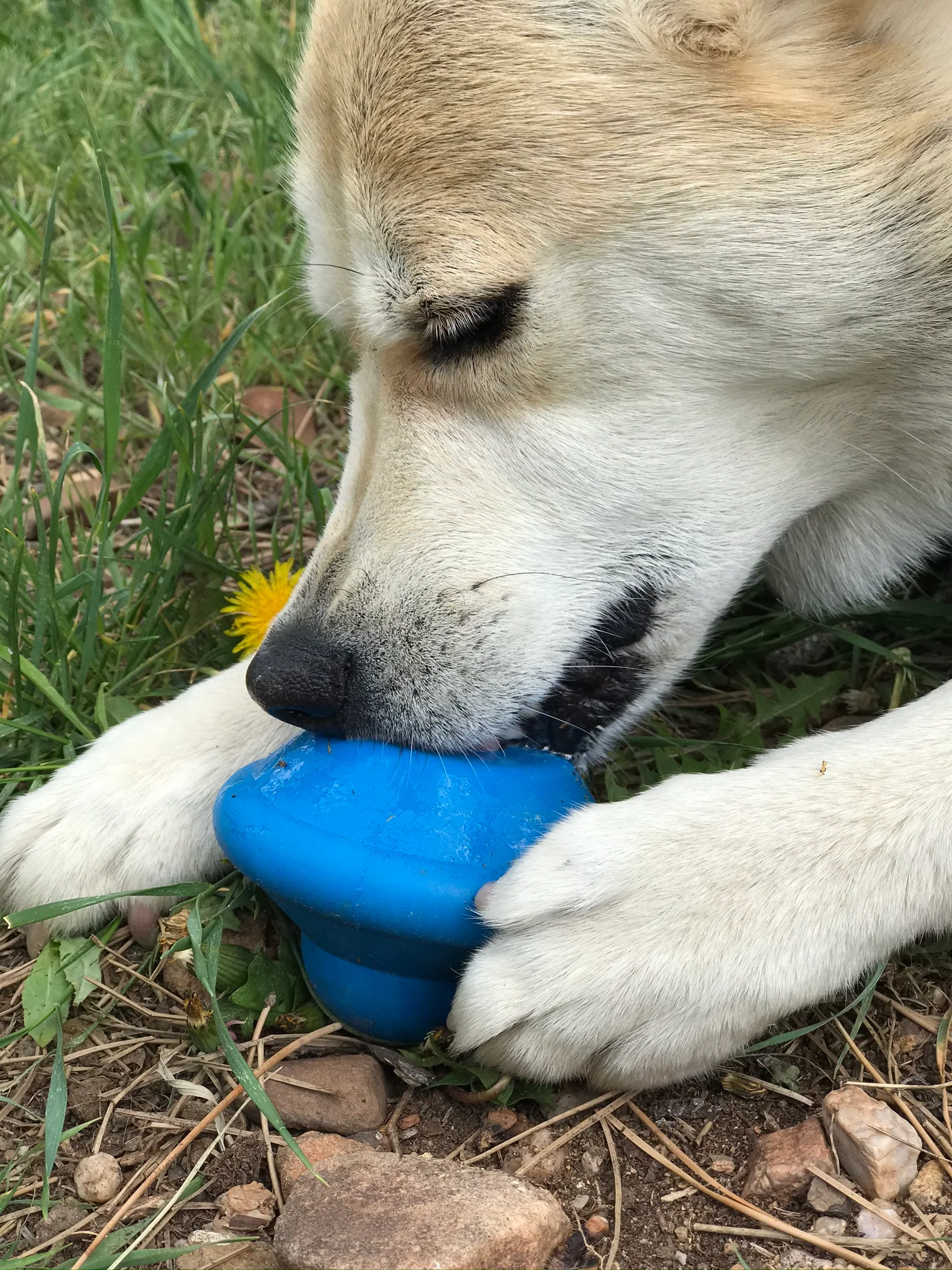 SodaPup Flying Saucers Treat Dispenser Chew Toy - Image 4