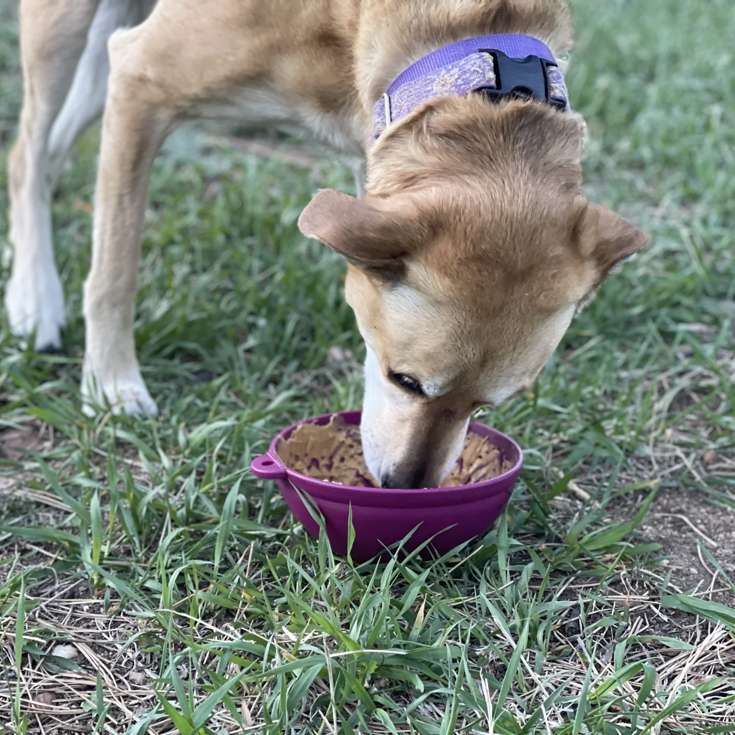 SodaPup Garden of Eatin' Tipsy Bowl Slow Feeder - Image 7
