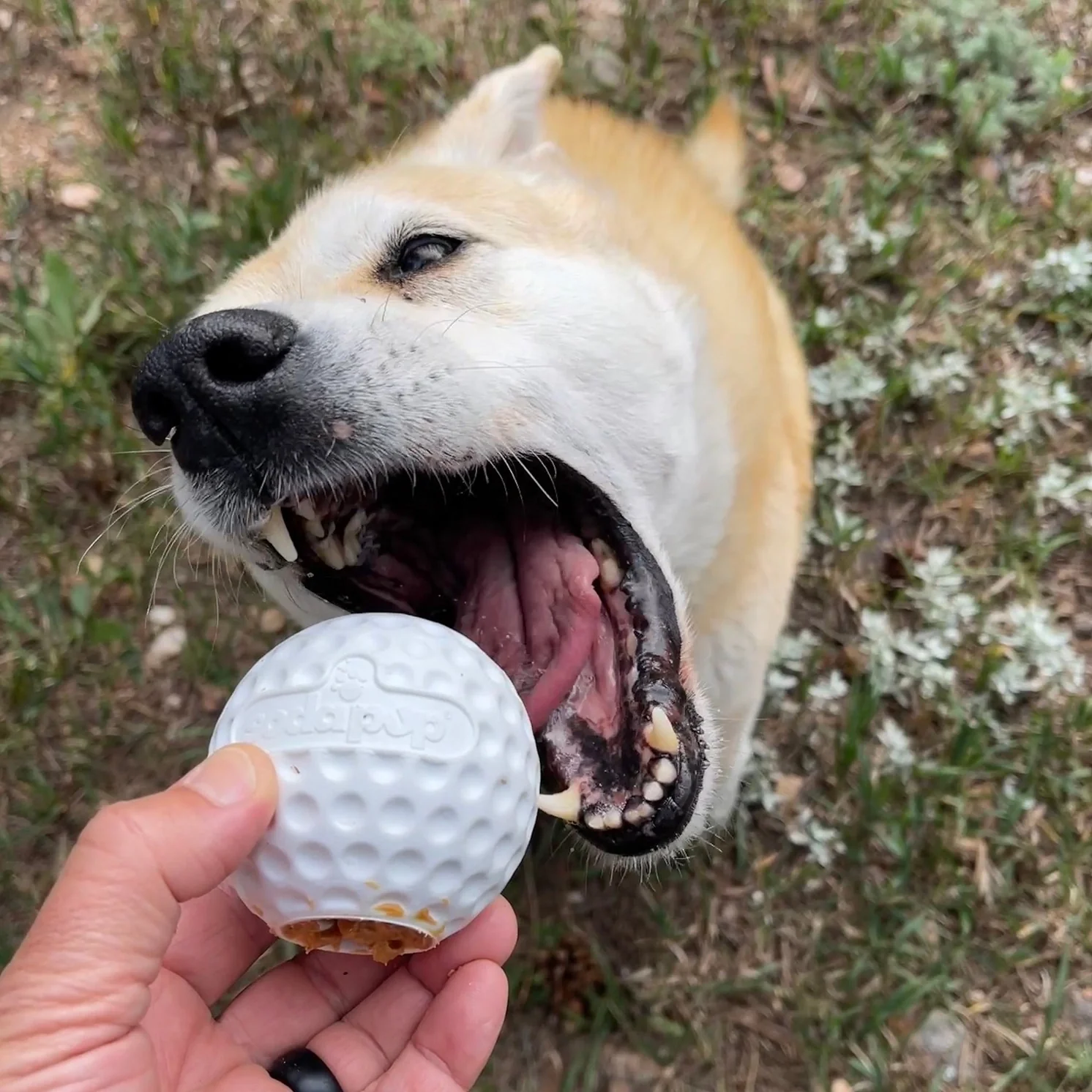 SodaPup Golf Ball Treat Dispenser - Image 2