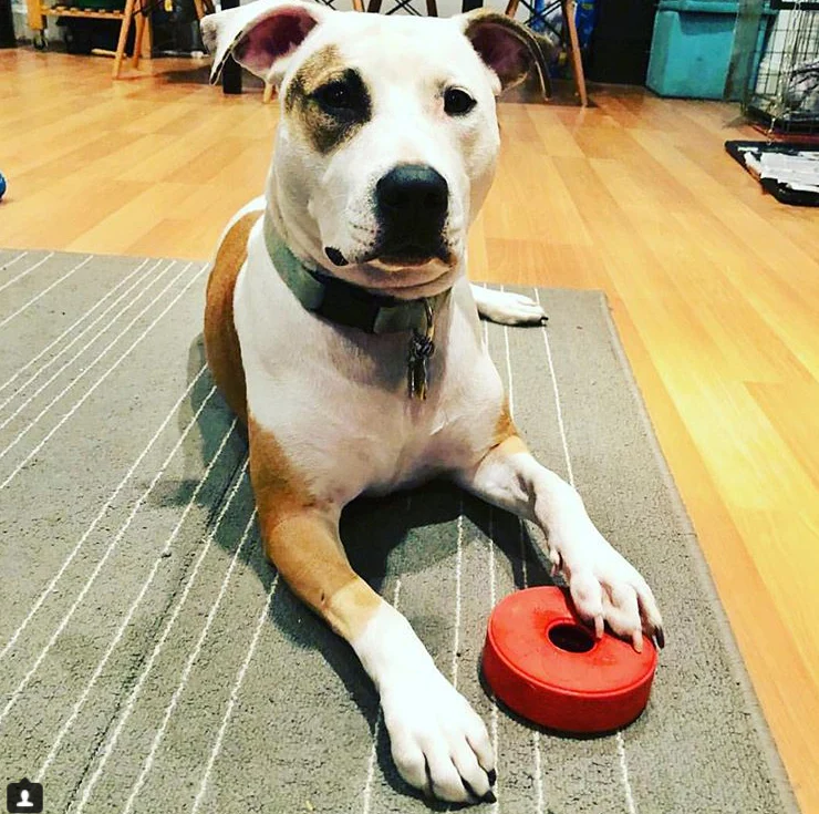 SodaPup Life Saver Treat Dispenser Chew Toy - Image 9