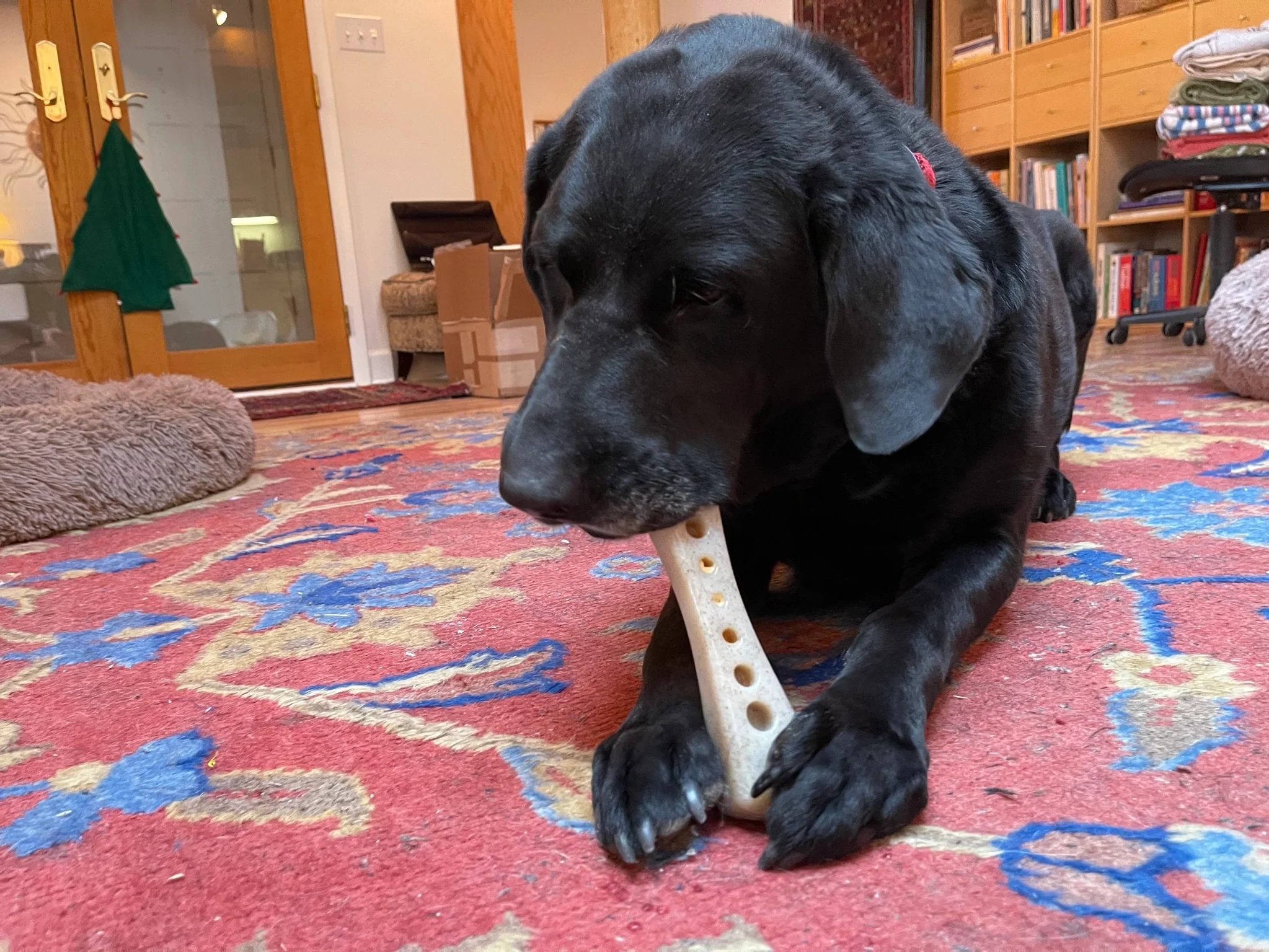 SodaPup Mod Bone Nylon Chew Toy - Image 3