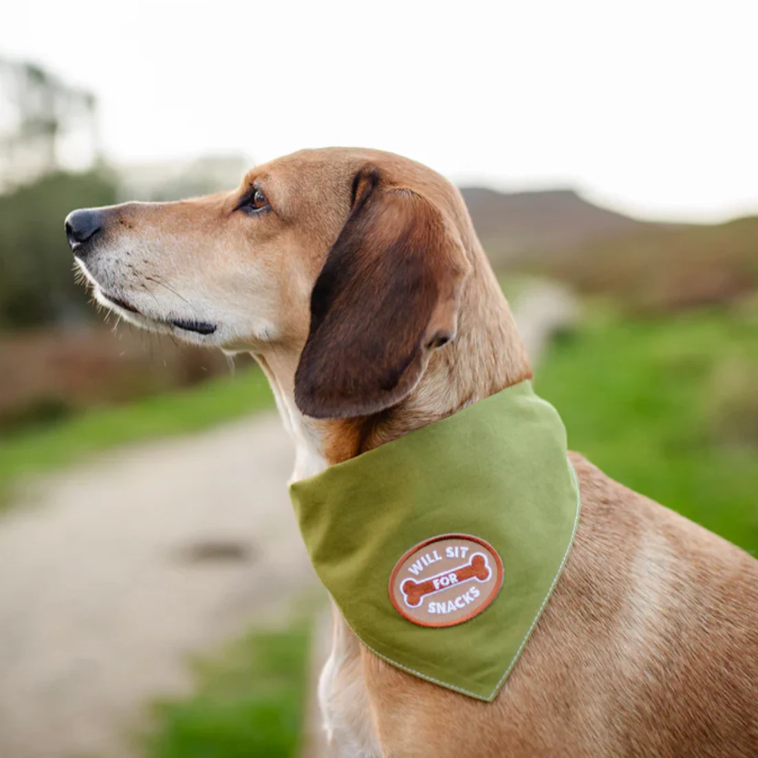 Scout's Honour, Will Sit for Snacks, Iron-On Patch for Pets - Image 2