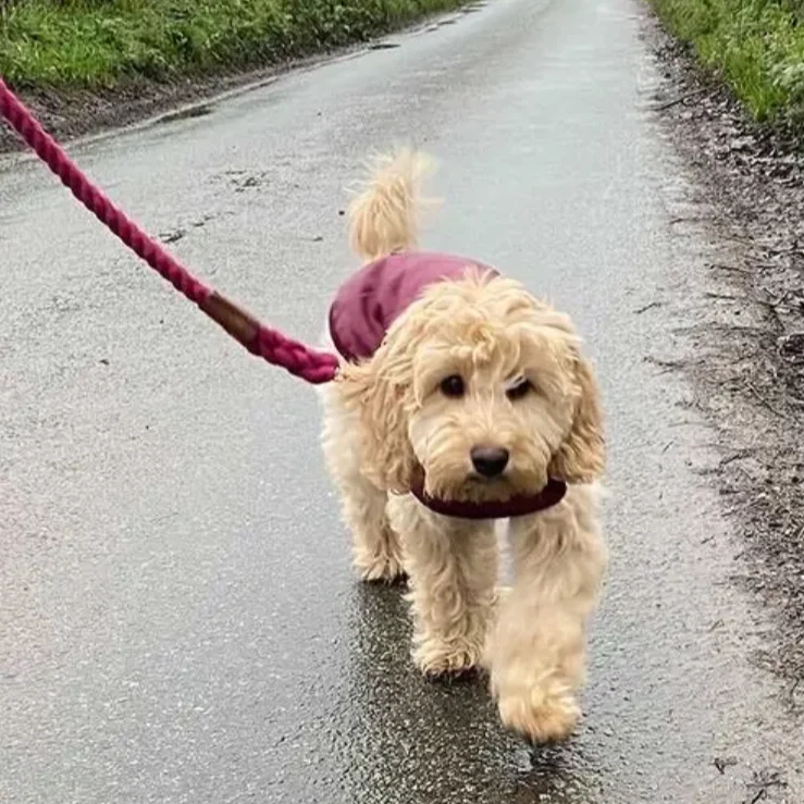 Willow Walks Rope Dog Lead with Padded Soft Leather Handle - Image 3