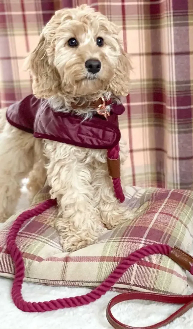 Willow Walks Rope Dog Lead with Padded Soft Leather Handle - Image 4