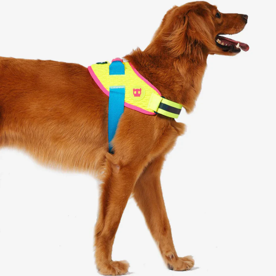 Zee.Dog CMYK FlyHarness