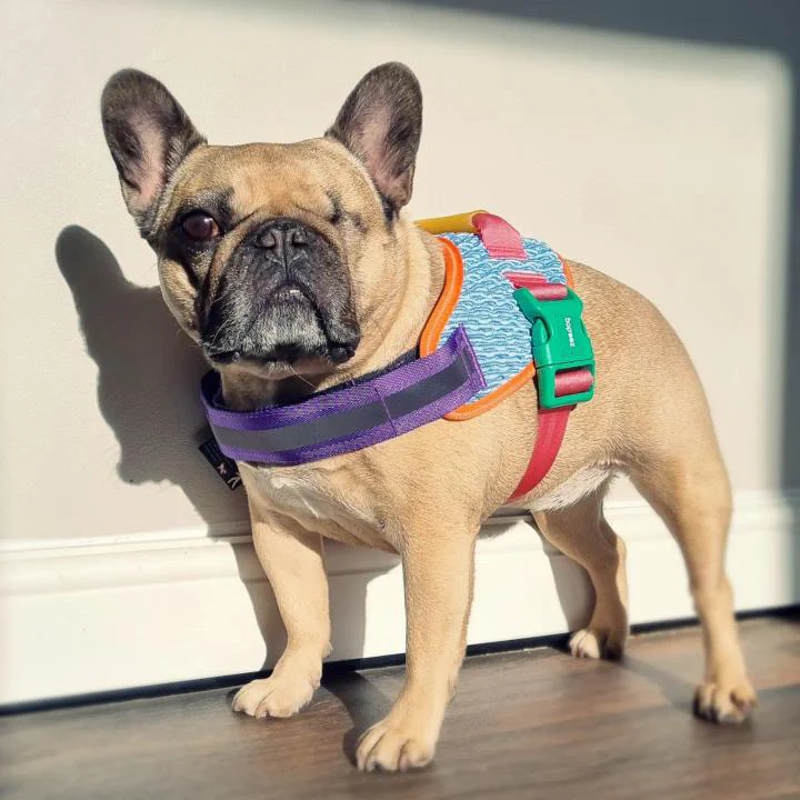Zee.Dog Galaxy FlyHarness - Image 4
