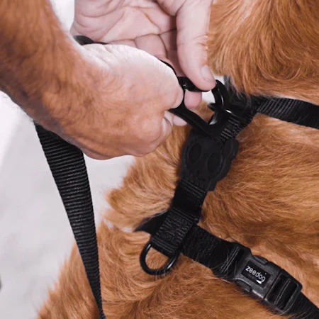 Zee.Dog Neopro Blue Dog H-Harness - Image 4