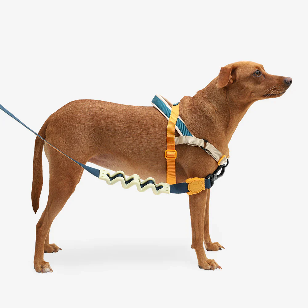 Zee.Dog Voyage SofterWalk Harness - Image 3