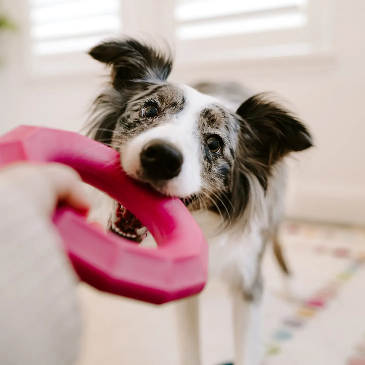 ZippyPaws Large Ring ZippyTuff+ Tough Dog Toy - Image 6